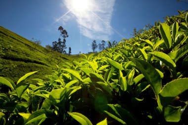 çay plantasyon