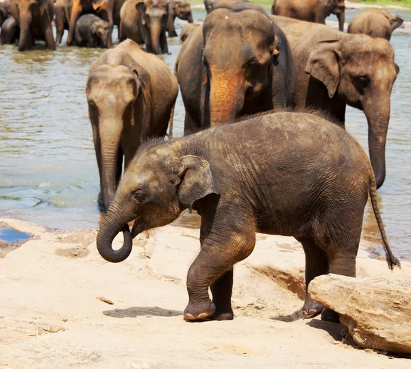 Слони на Шрі-Ланці — стокове фото