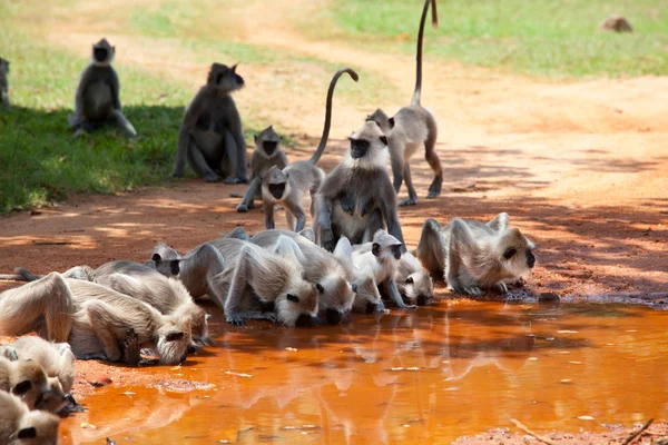 Monkey on Sri Lanka — Stock Photo, Image