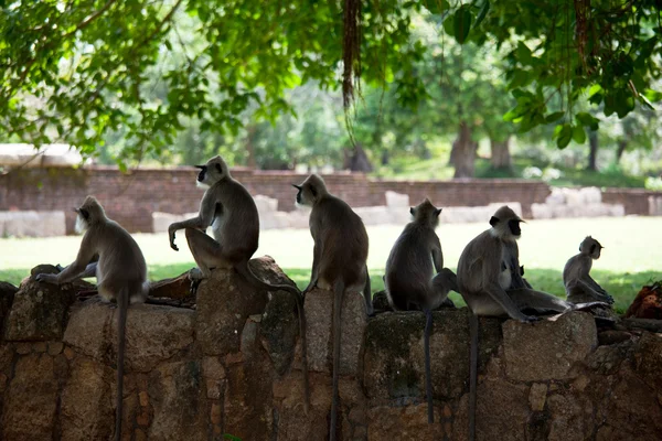 스리랑카에 원숭이 — 스톡 사진