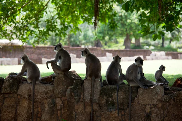 stock image Monkey on Sri Lanka