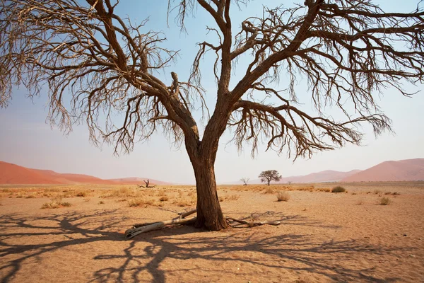 Namib Çölü — Stok fotoğraf