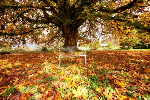 秋天一棵树 — 图库照片