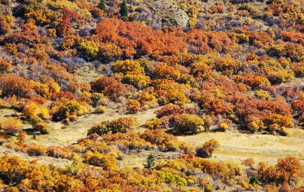 stock image Autumn