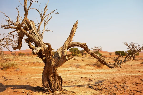Namib — Stockfoto