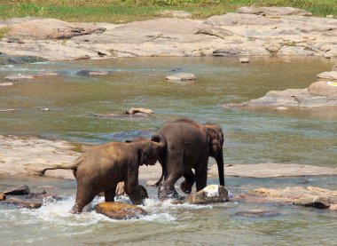 sri lanka filleri