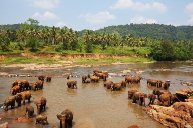 sri lanka filleri