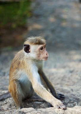 sri lanka maymun