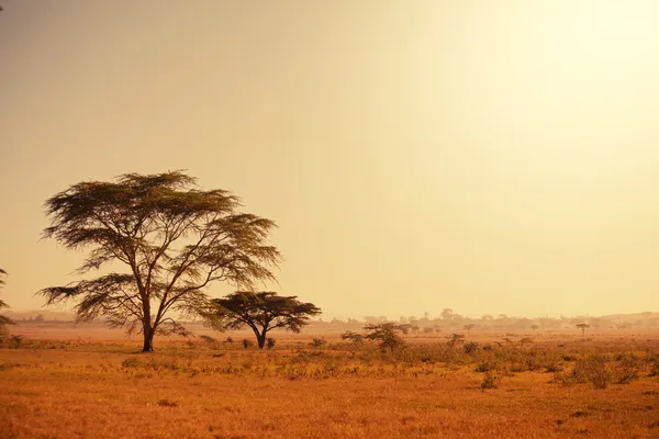 Африканские пейзажи — стоковое фото