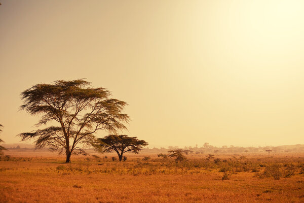 Африканские пейзажи
