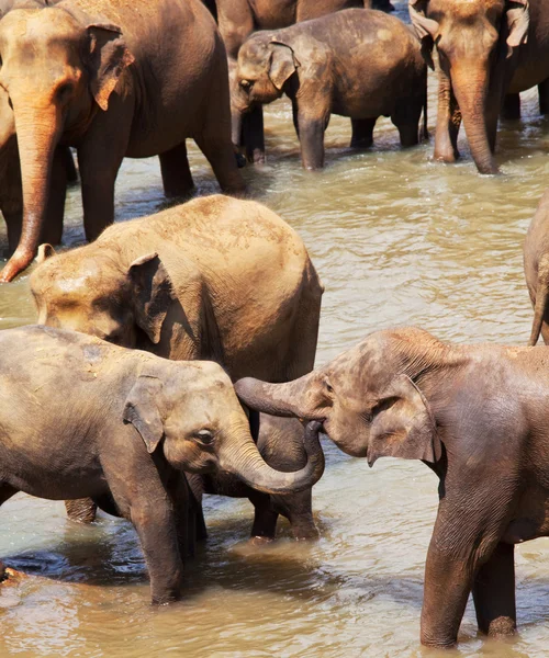 Elefanten auf sri lanka — Stockfoto