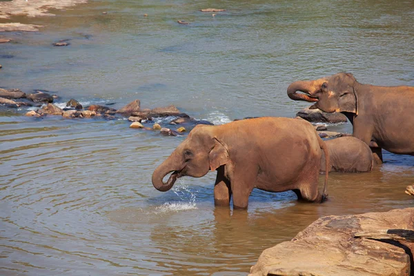 Słonie na sri Lance — Zdjęcie stockowe