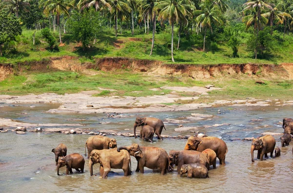 Elefántok a Srí Lanka-i — Stock Fotó