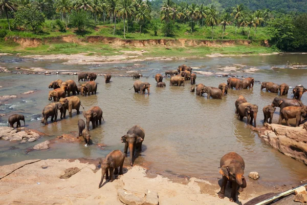 Sri lanka filleri — Stok fotoğraf