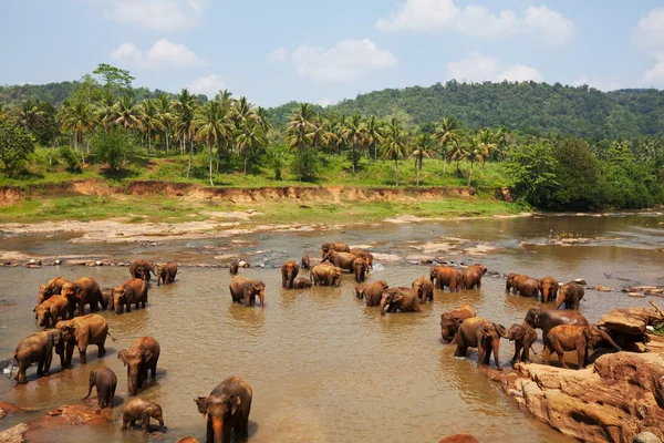 Elefanter på sri lanka — Stockfoto