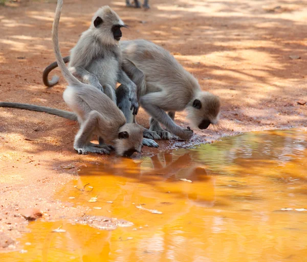 스리랑카에 원숭이 — 스톡 사진