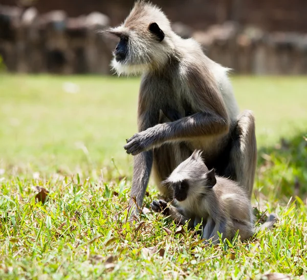 Macaco no Sri Lanka — Fotografia de Stock