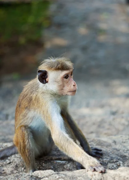 Apekatt på Sri Lanka – stockfoto