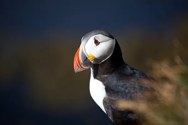 Puffin — Stock Photo, Image