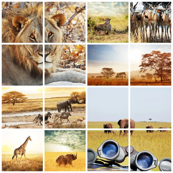 Polowanie w Afryce — Zdjęcie stockowe
