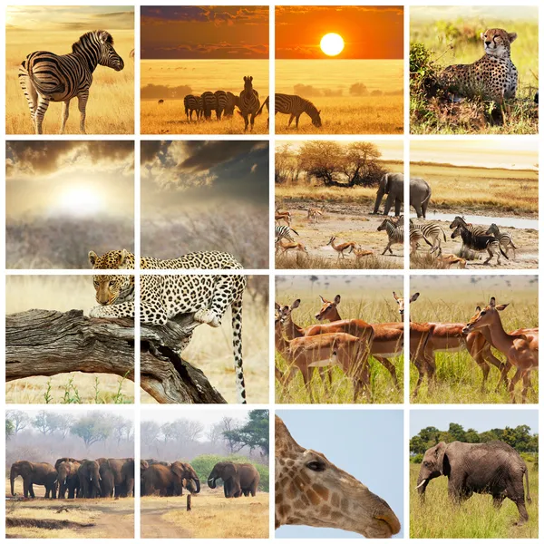 Safari — Stockfoto