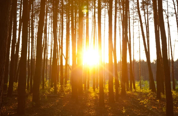 Coucher de soleil en forêt — Photo