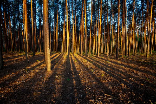 森林の日没 — ストック写真