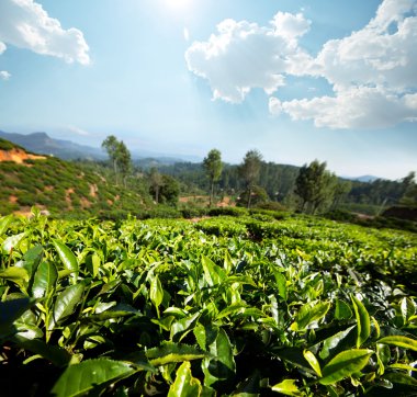 çay plantasyon