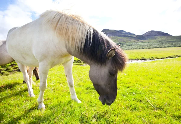 Häst i Island Stockfoto