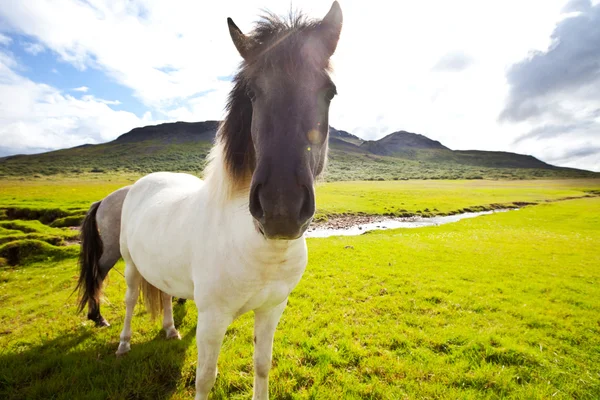 Лошадь в Исландии Лицензионные Стоковые Фото