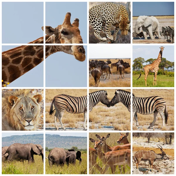 Safari — Stockfoto