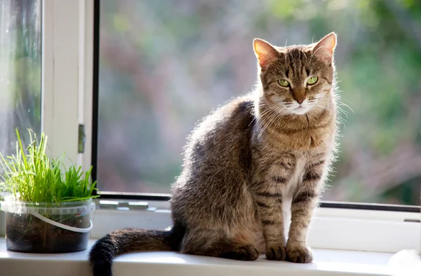 stock image Relaxing cat