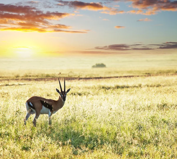 Antilope — Foto Stock