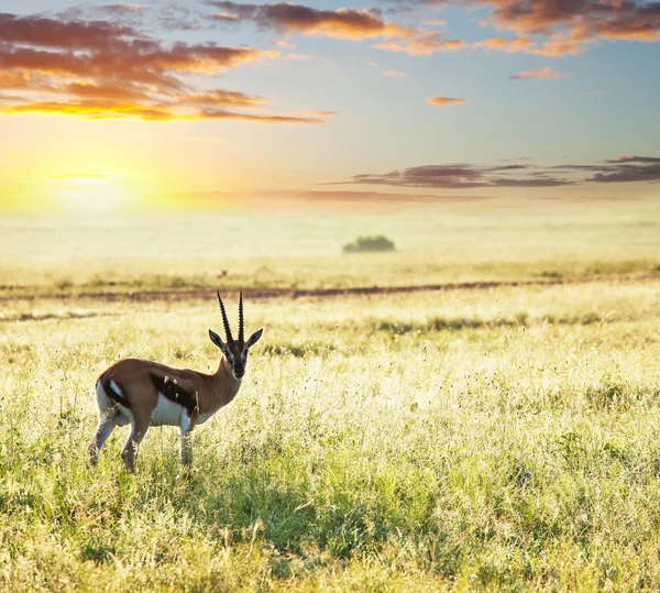 Antiloper — Stockfoto