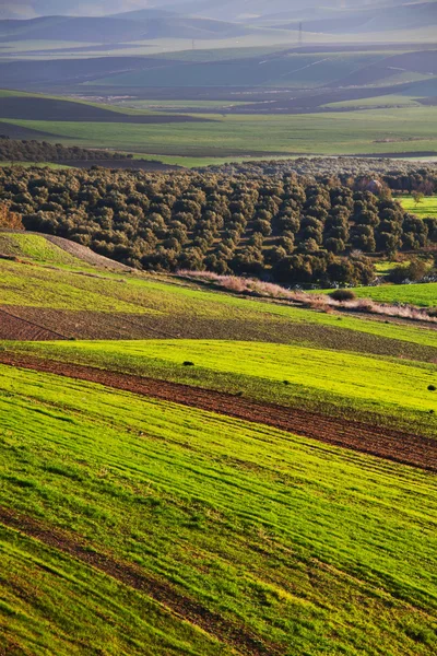 stock image Green field