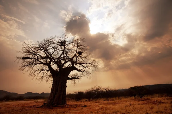 Baobab — Stockfoto