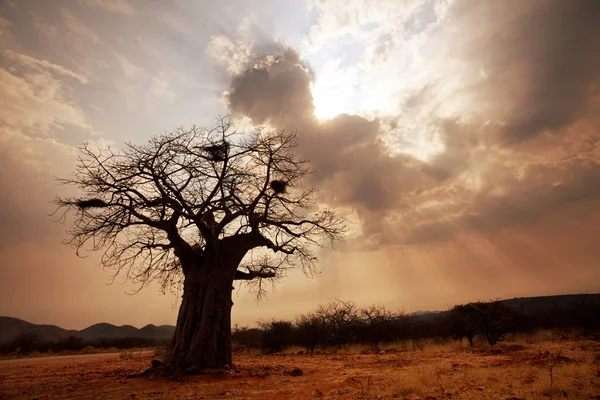 Baobab — стокове фото