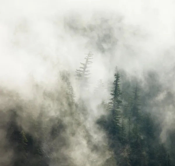 雾的森林 — 图库照片