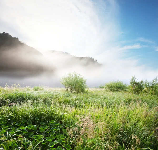Nevoeiro no prado — Fotografia de Stock