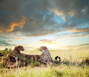 Cheetah clipart