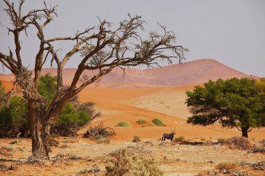 Namib