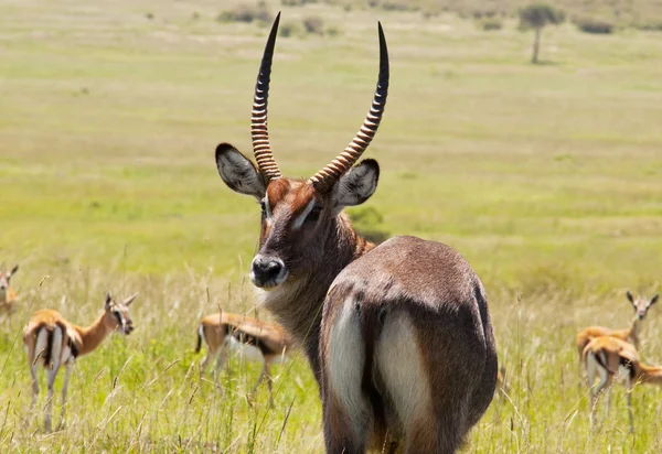 Antilope — Stockfoto