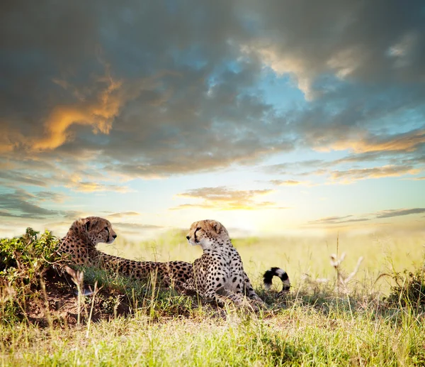 Geparden — Stockfoto