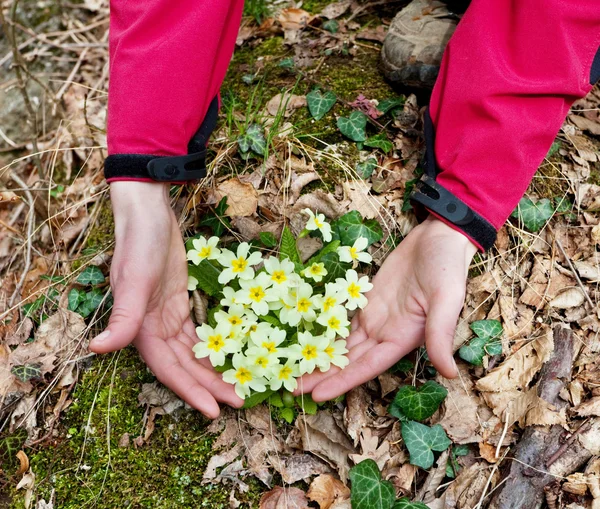 stock image Flower in hands