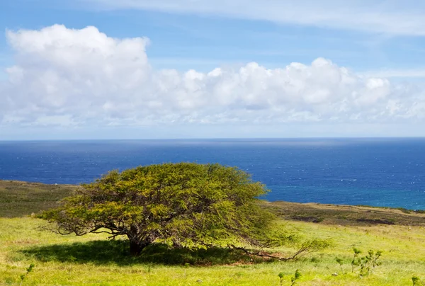 Havaí — Fotografia de Stock