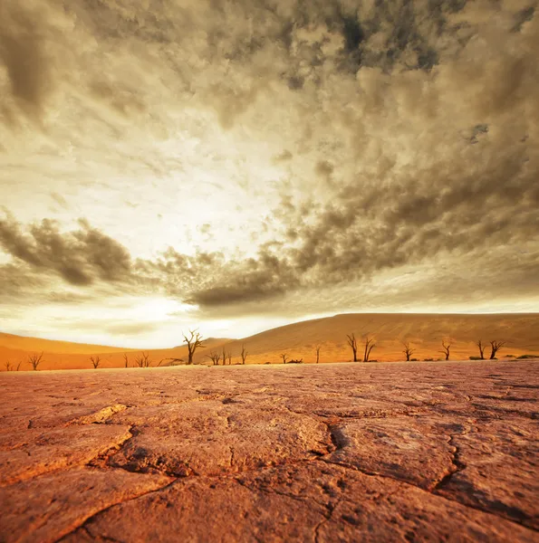 Namib —  Fotos de Stock