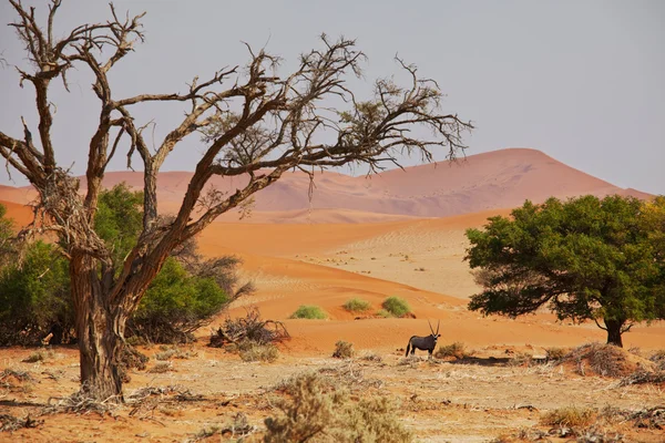 Namib — стокове фото