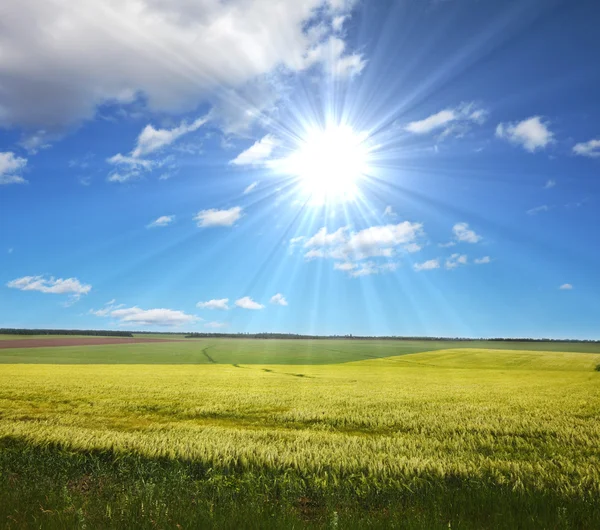 Green field — Stock Photo, Image