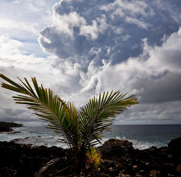 Hawaiianische Küste — Stockfoto