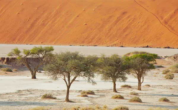 Namib — Stockfoto